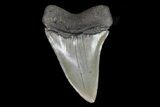 Large, Fossil Mako Shark Tooth - Georgia #75017-1